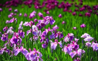 Top 15 Loài hoa đẹp nhất thế giới
