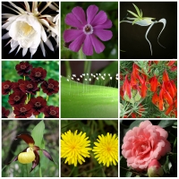Top 9 Loài hoa hiếm nhất thế giới