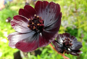 Photo of Top 9 Loại hoa hiếm và đẹp nhất thế giới