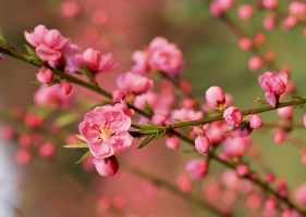 Top 9 Loại hoa đẹp chưng trong nhà vào ngày Tết